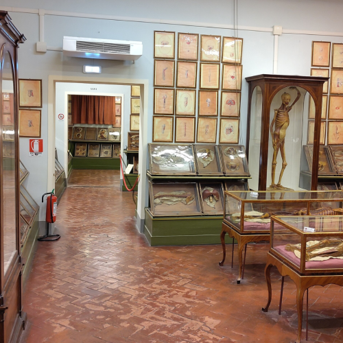 La Specola: il museo di storia naturale più antico d’Europa